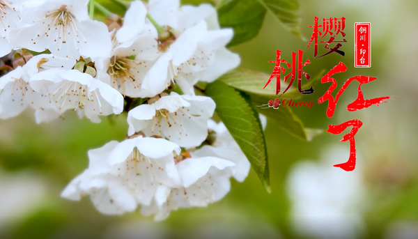 红了樱桃MV